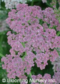 Achillea millefolium 'Coral Beauty'